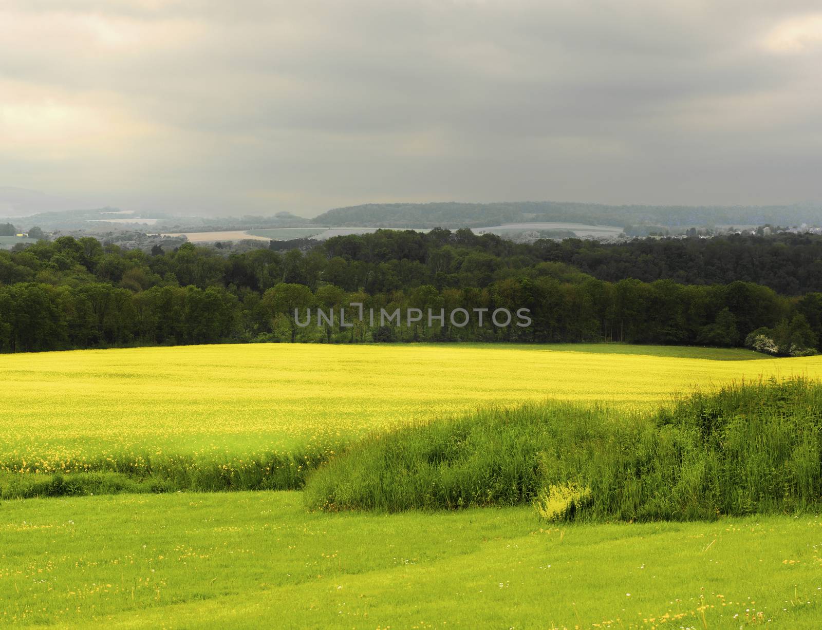 Belgium Rustic Landscape with Green Grass and Yellow Flowers Field against Dramatic Sky Outdoors