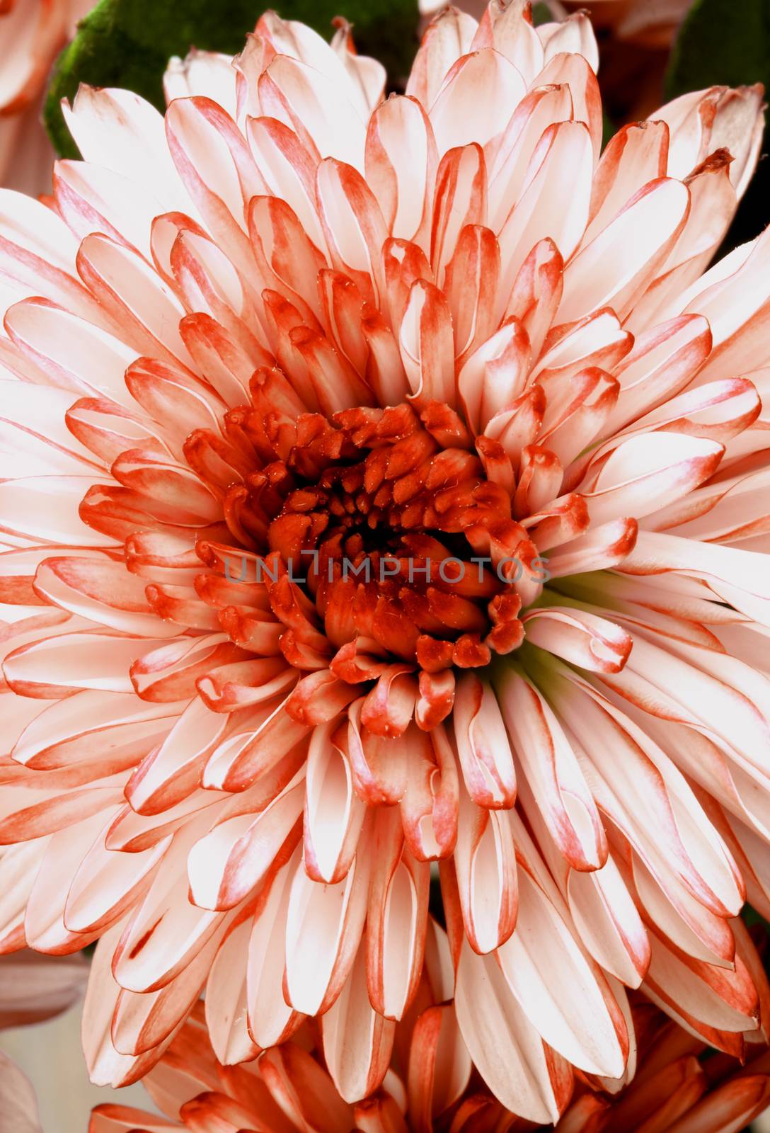 Beautiful Red and White Chrysanthemum closeup as Background