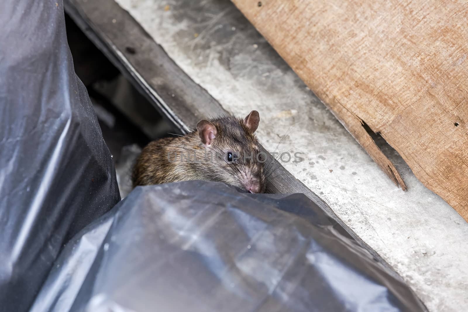 A rat behind the garbage bag. selective focus