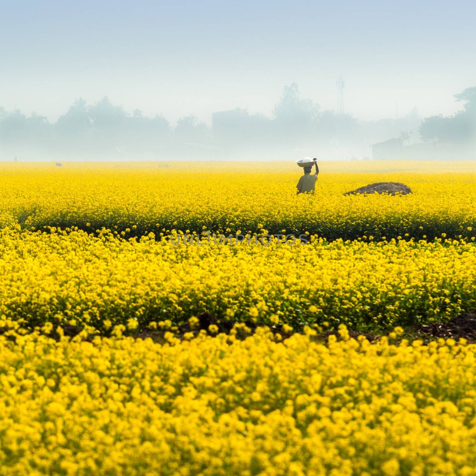 Mustard field in rural area of Bangladesh
