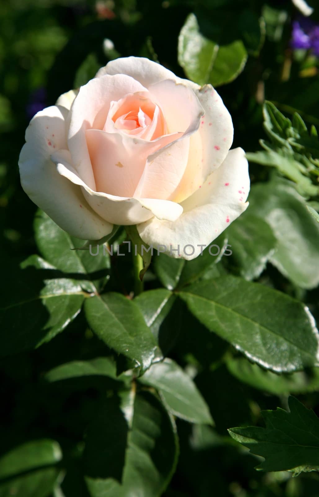 beautiful pink rose in bright morning sunlight