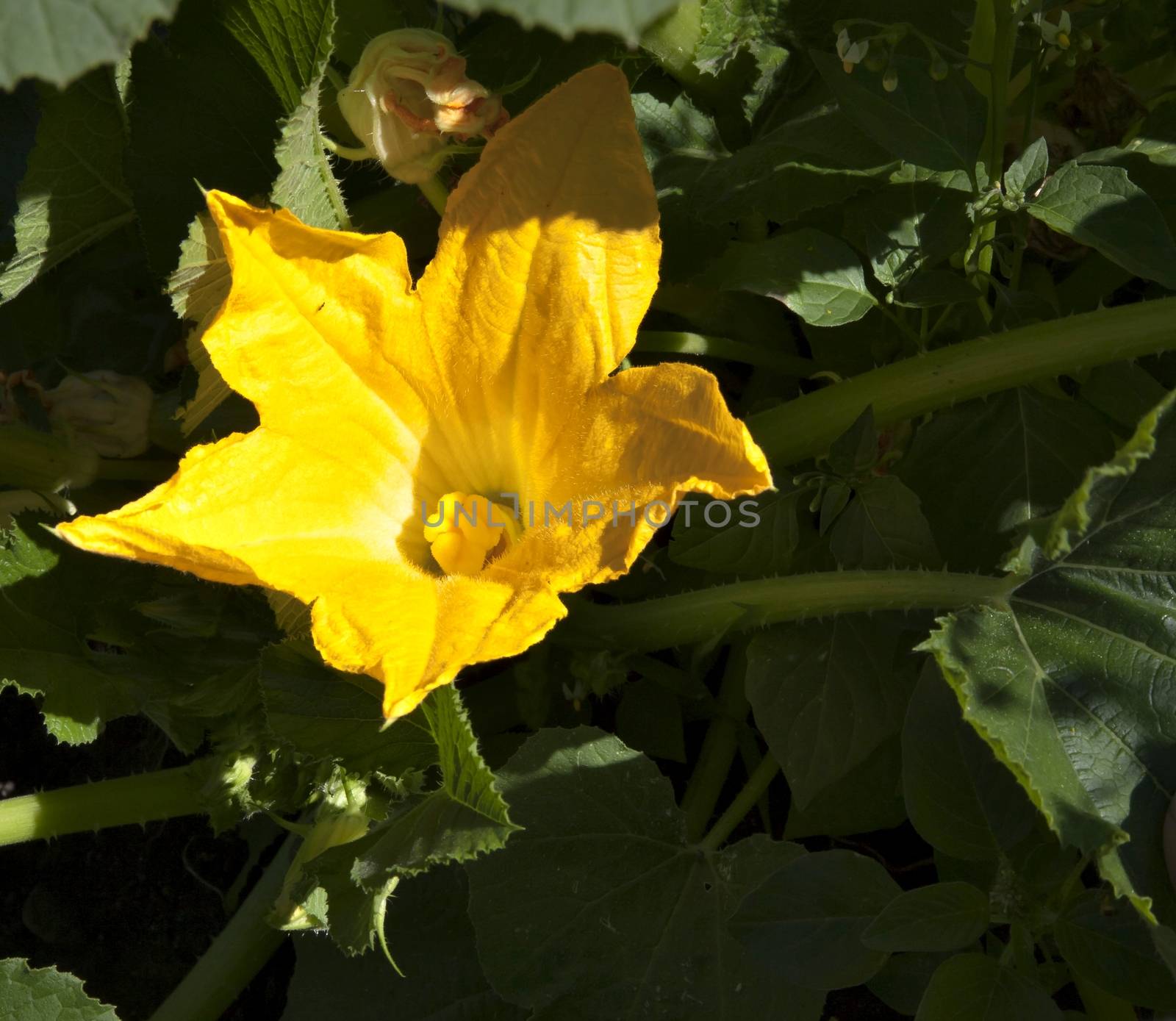big yellow pumpkin flower in morning sunlight