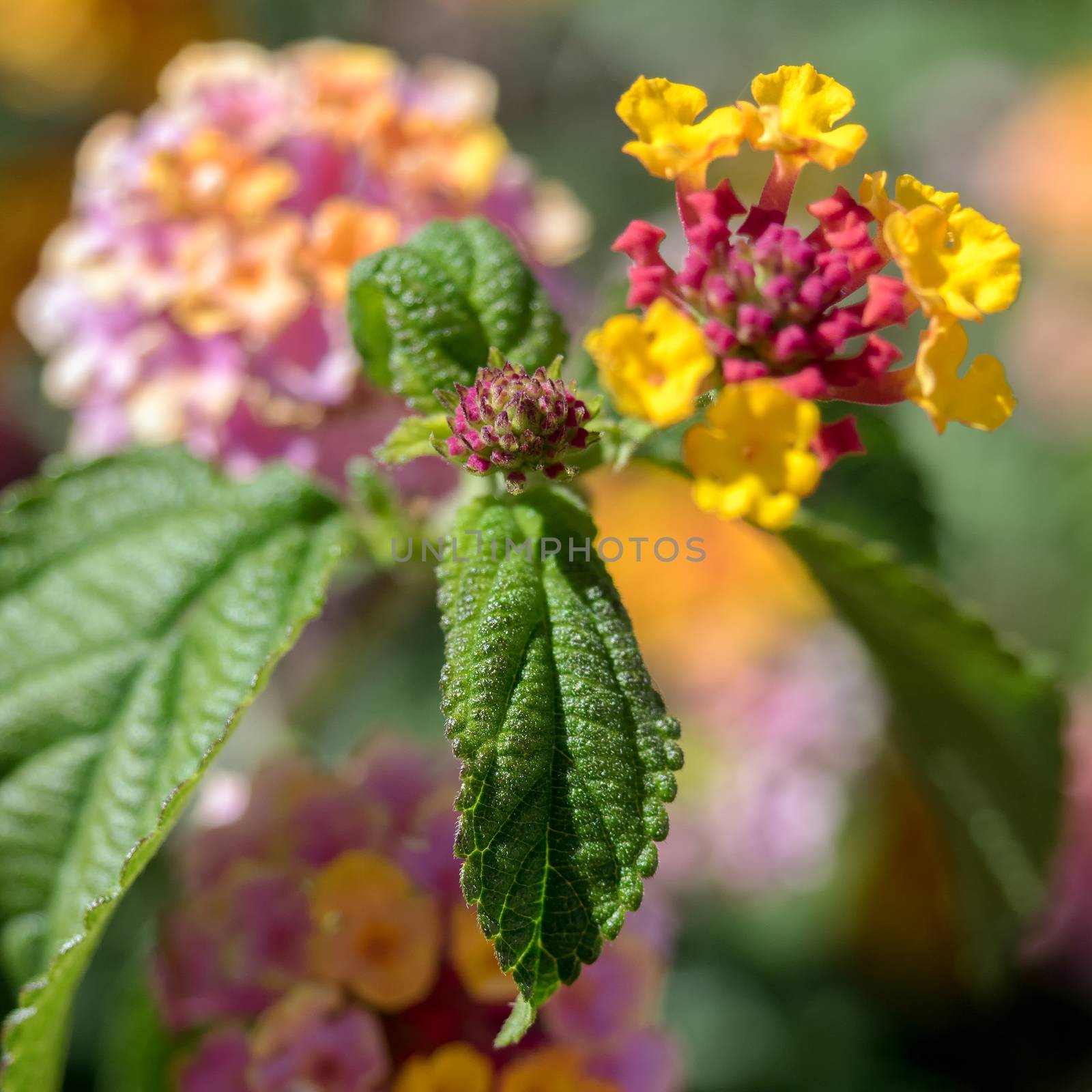 Lantana Camara shrub in Marbella Spain