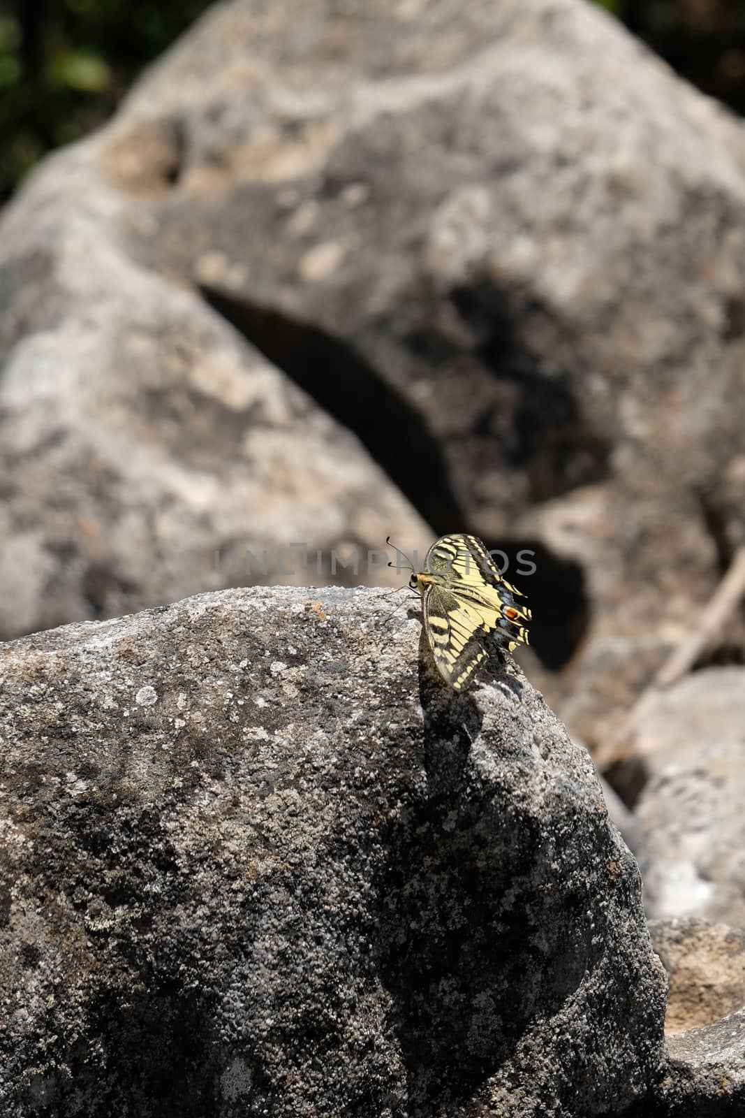 Swallowtail Butterfly at Mount Calamorro near Benalmadena Spain