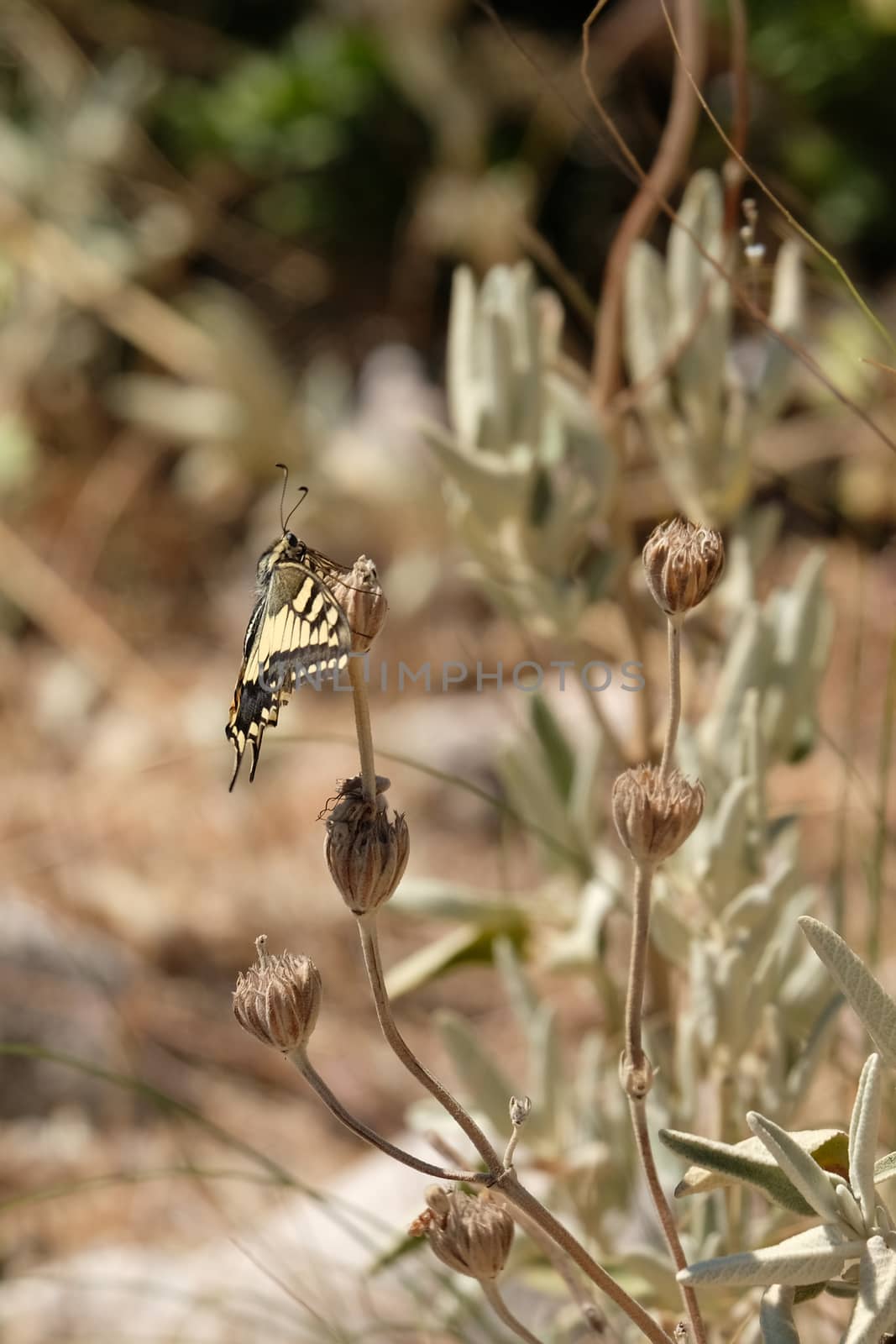 Swallowtail Butterfly at Mount Calamorro near Benalmadena Spain by phil_bird