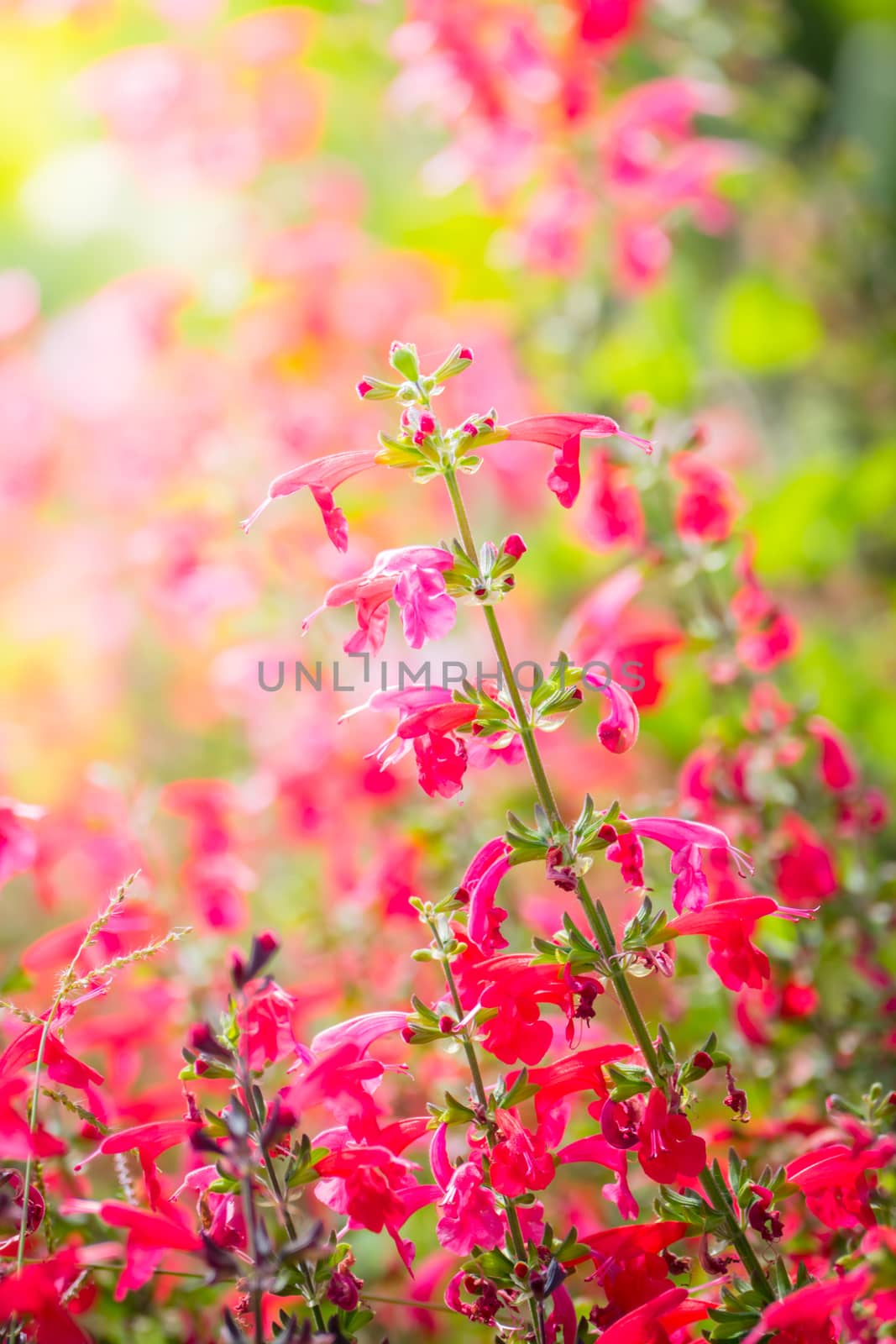 The background image of the colorful flowers by teerawit