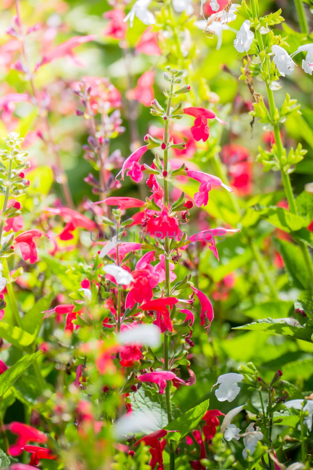 The background image of the colorful flowers by teerawit