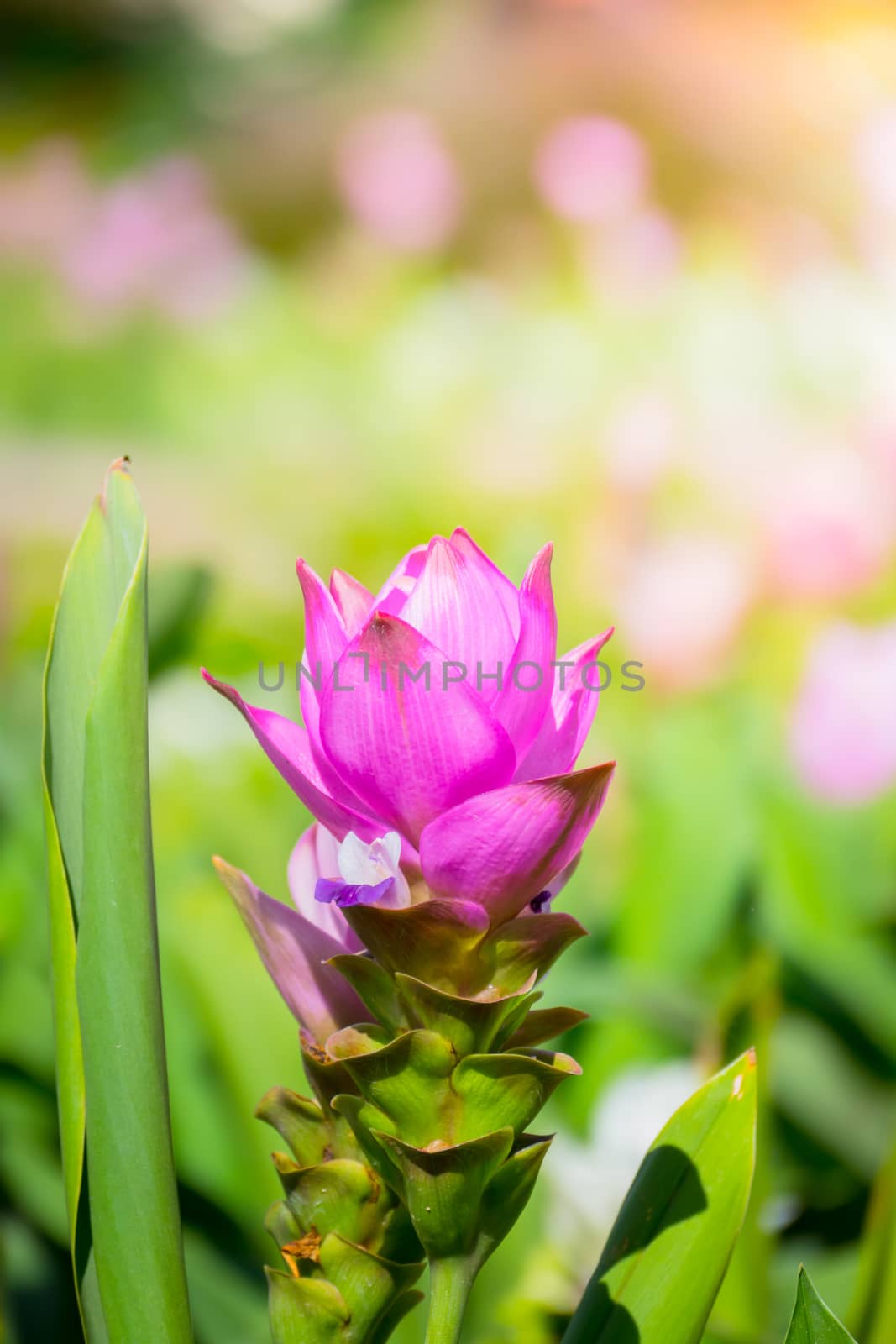 The background image of the colorful flowers by teerawit