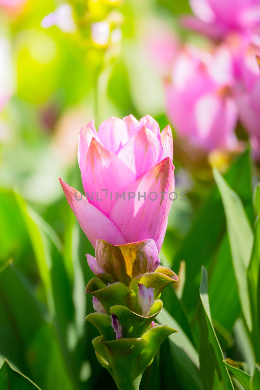 The background image of the colorful flowers by teerawit