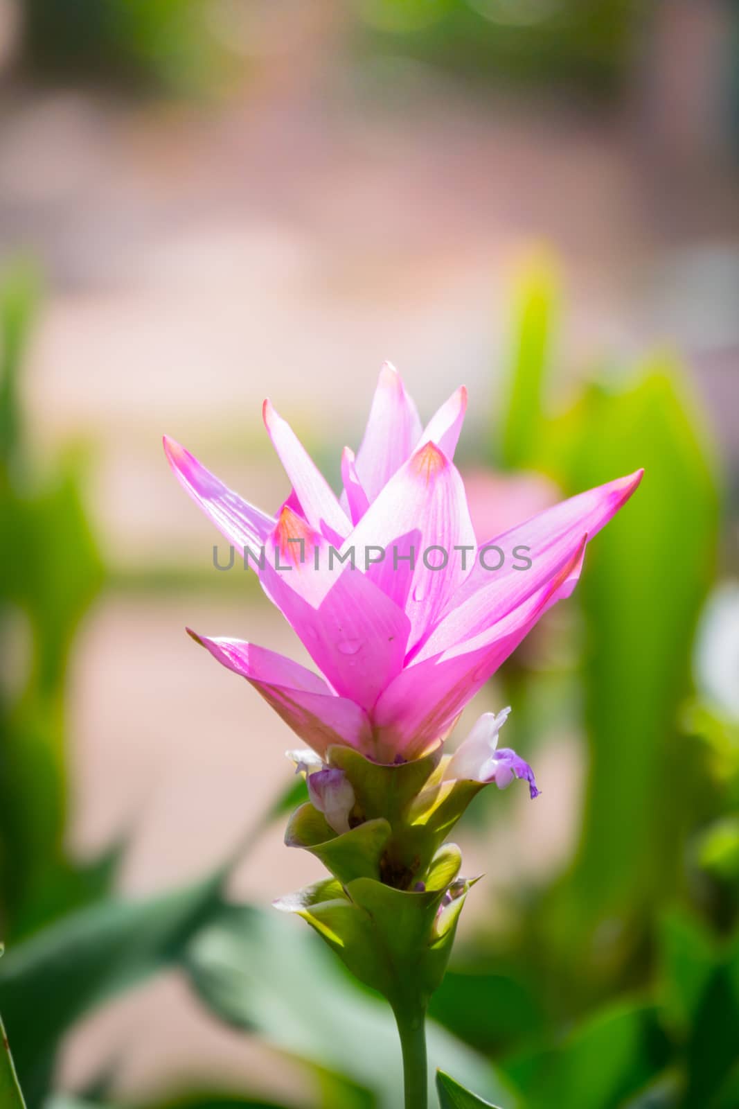 The background image of the colorful flowers by teerawit