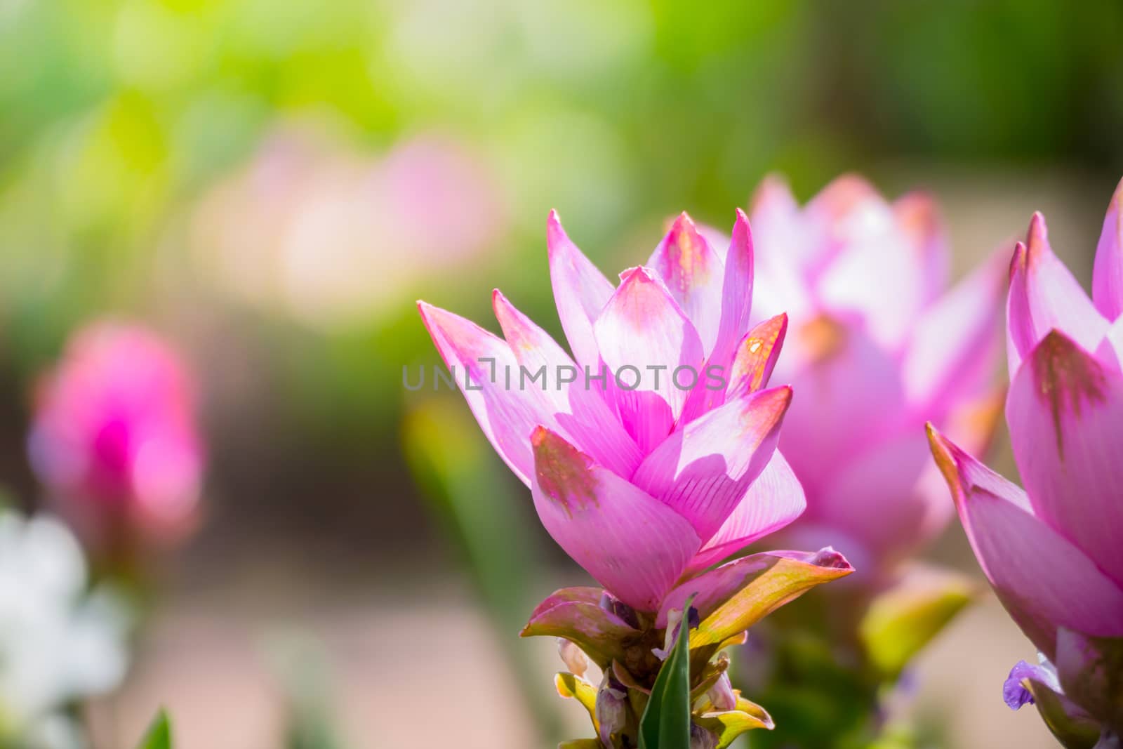 The background image of the colorful flowers, background nature