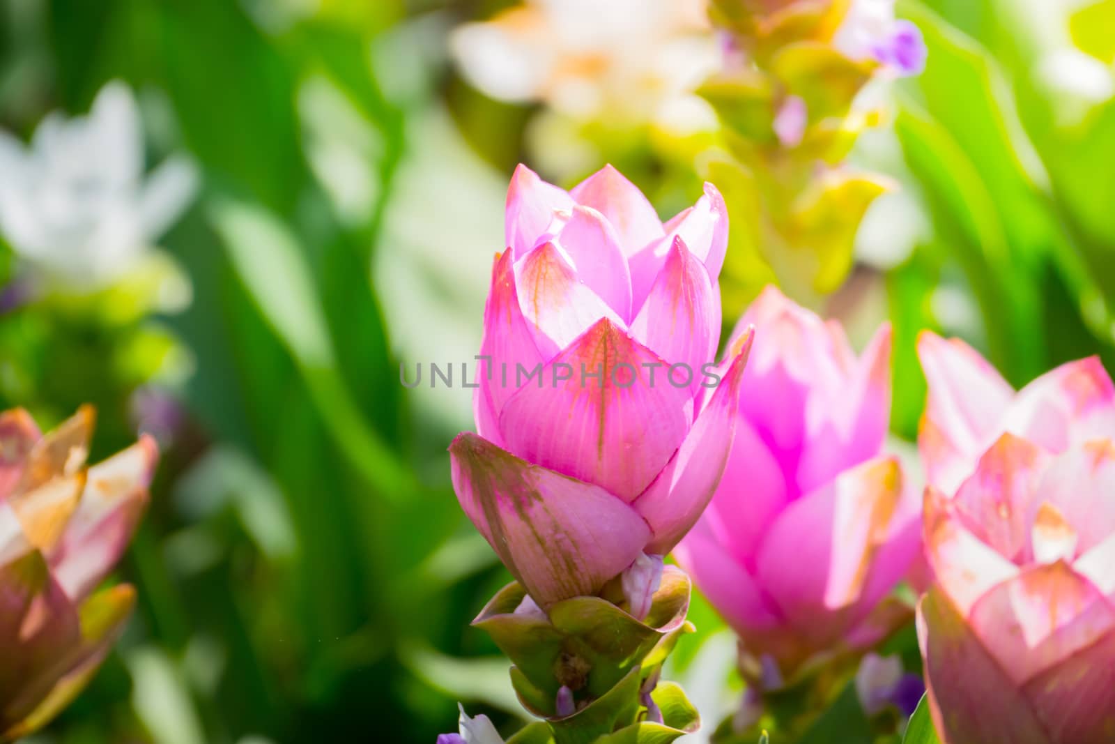 The background image of the colorful flowers, background nature