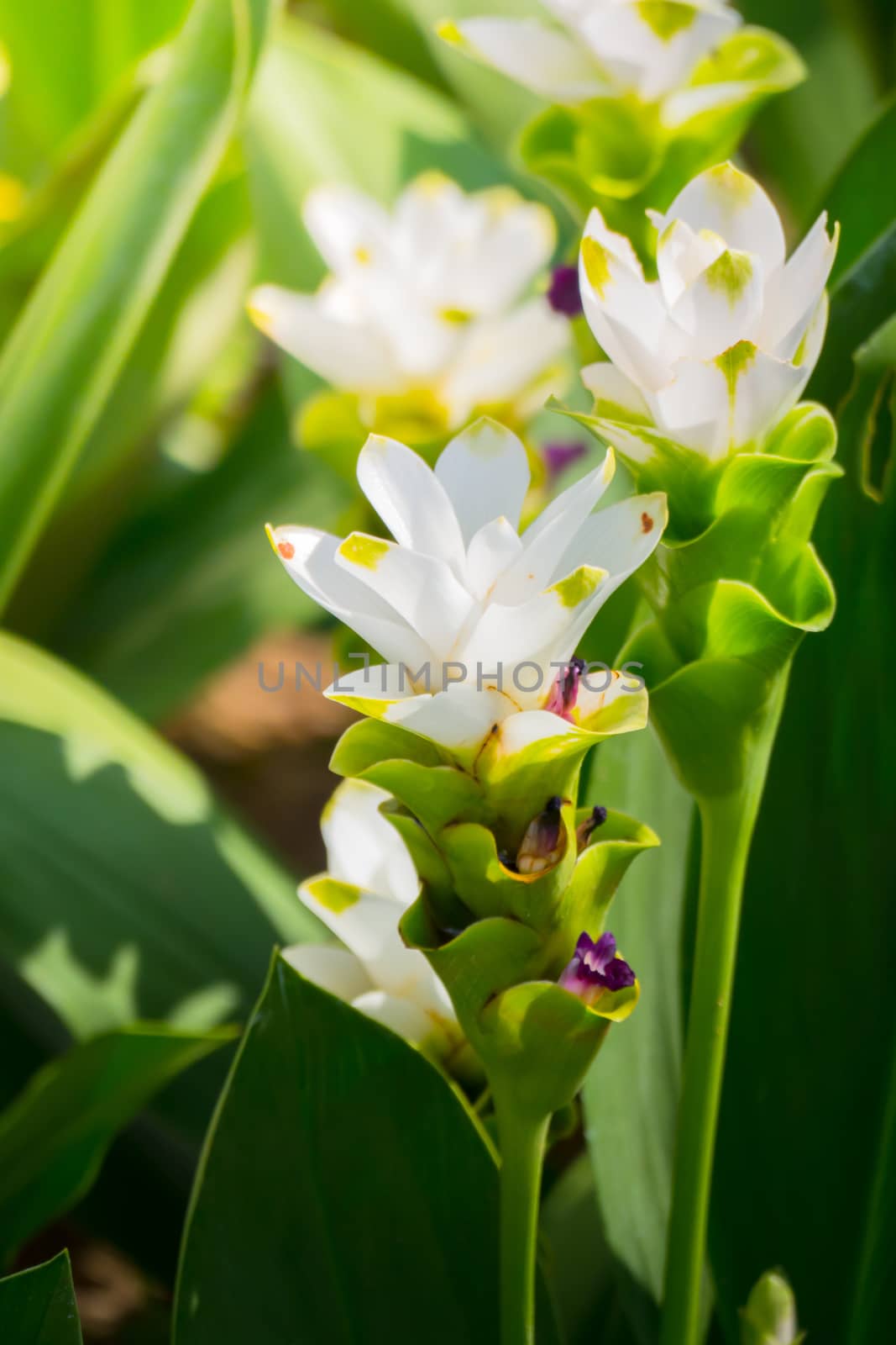 The background image of the colorful flowers by teerawit