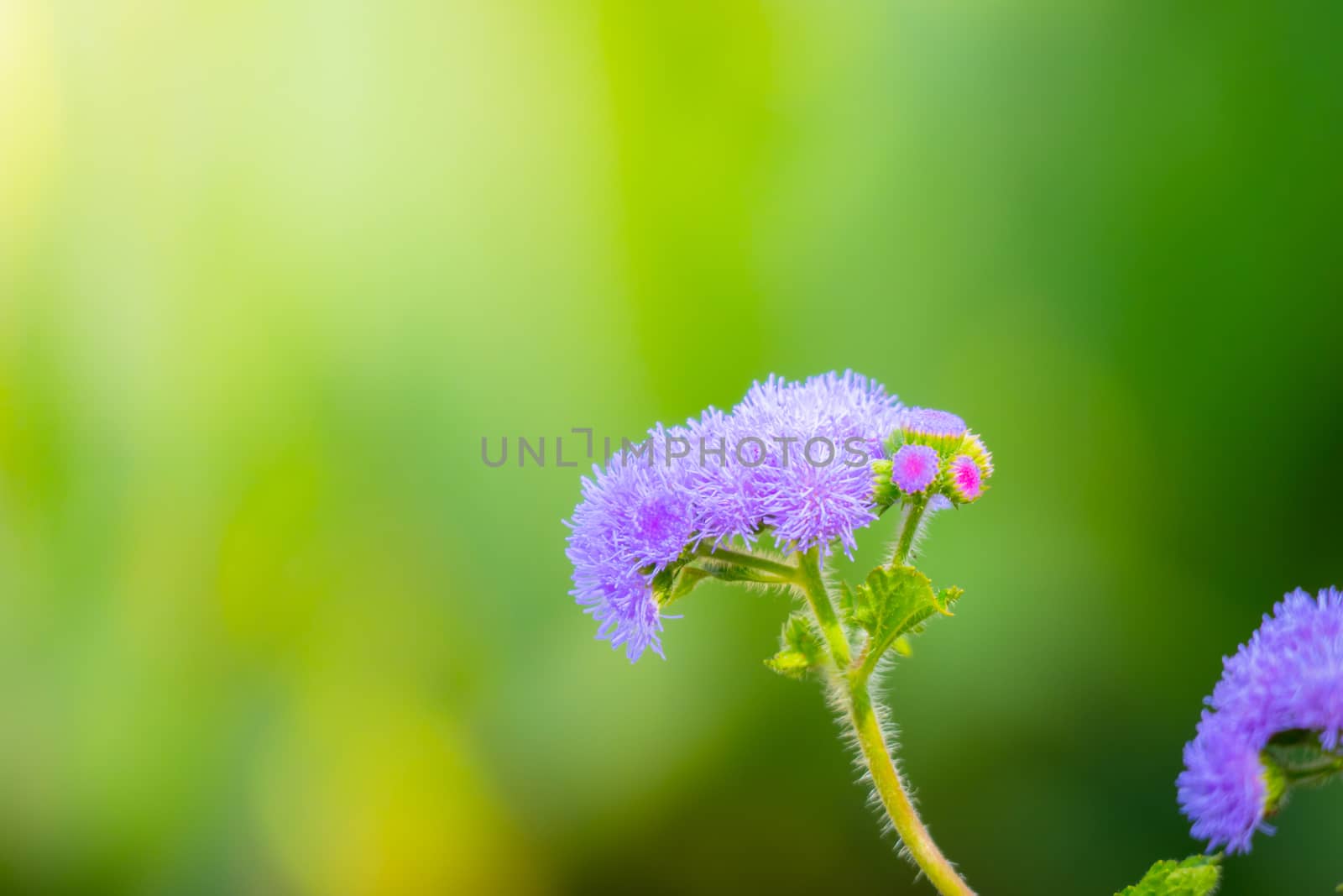 The background image of the colorful flowers by teerawit