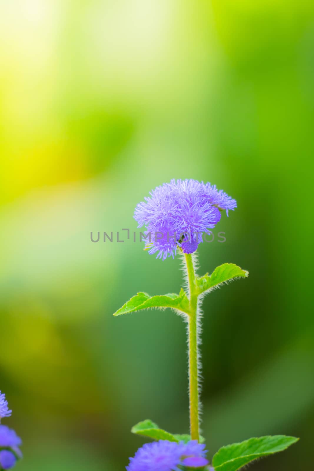 The background image of the colorful flowers by teerawit