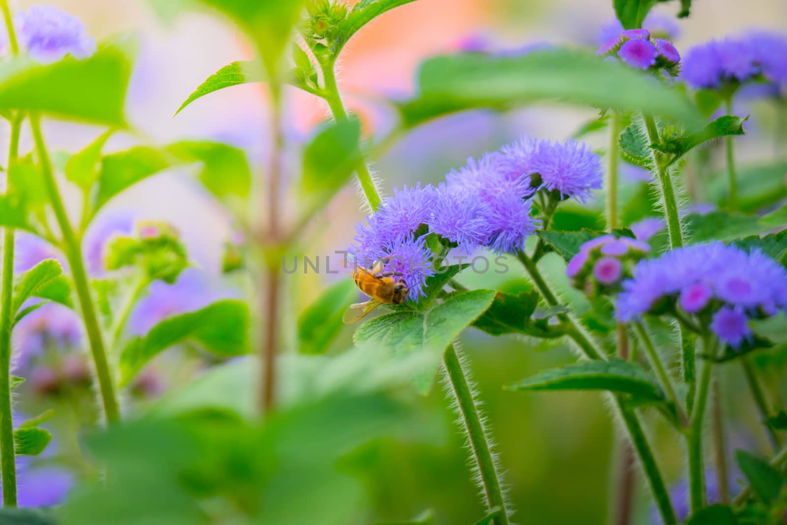 The background image of the colorful flowers, background nature