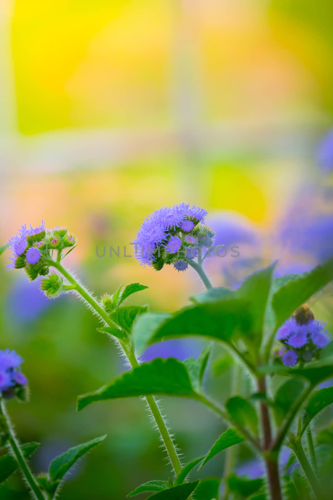 The background image of the colorful flowers by teerawit