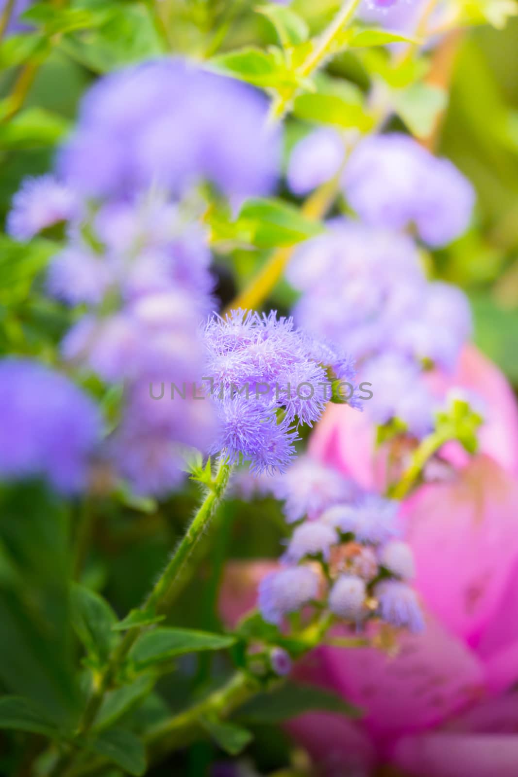 The background image of the colorful flowers, background nature