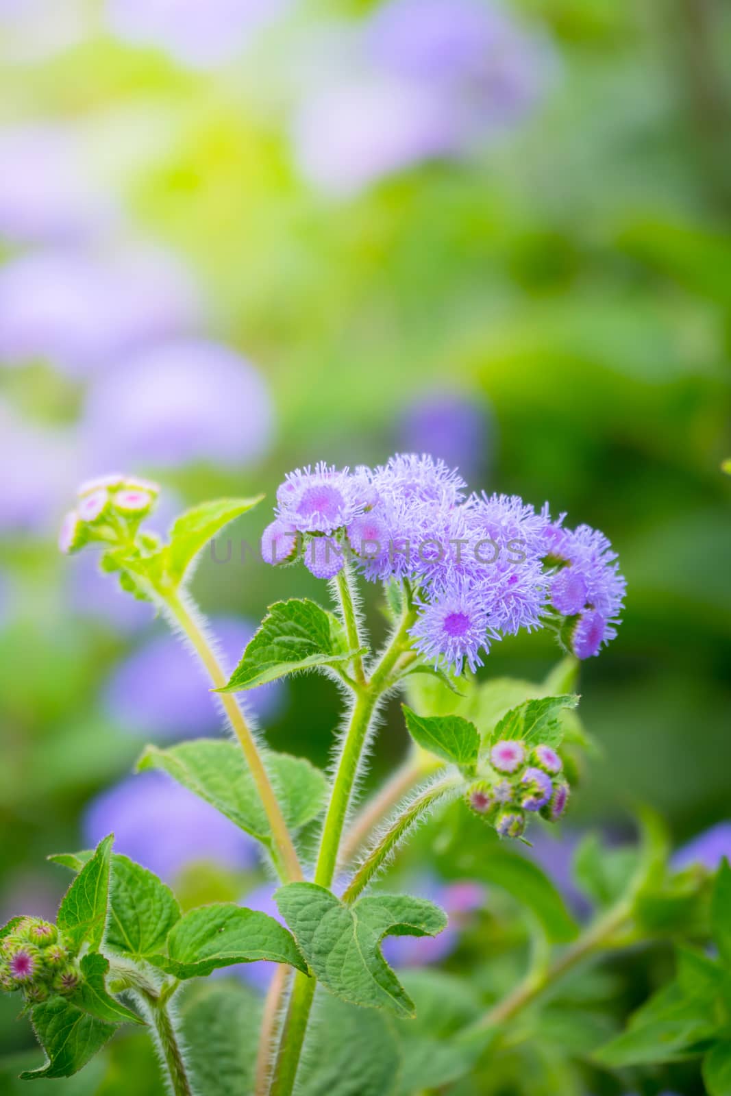 The background image of the colorful flowers, background nature