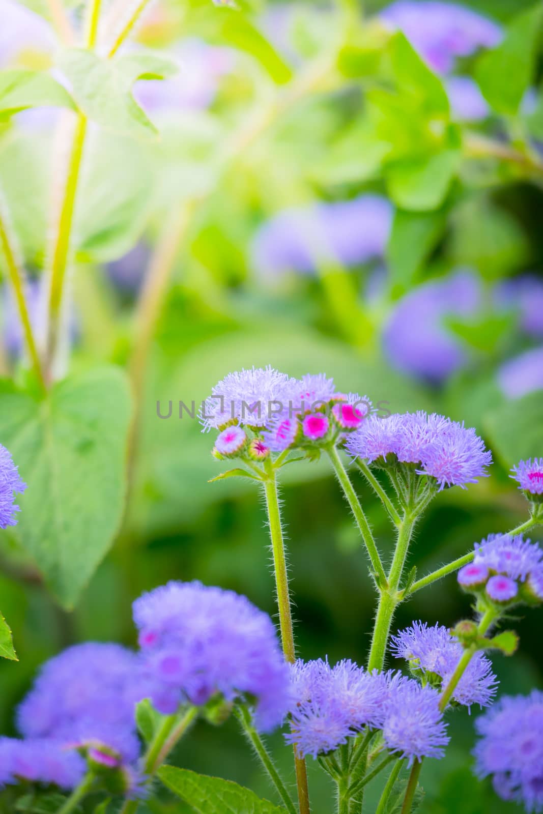 The background image of the colorful flowers, background nature