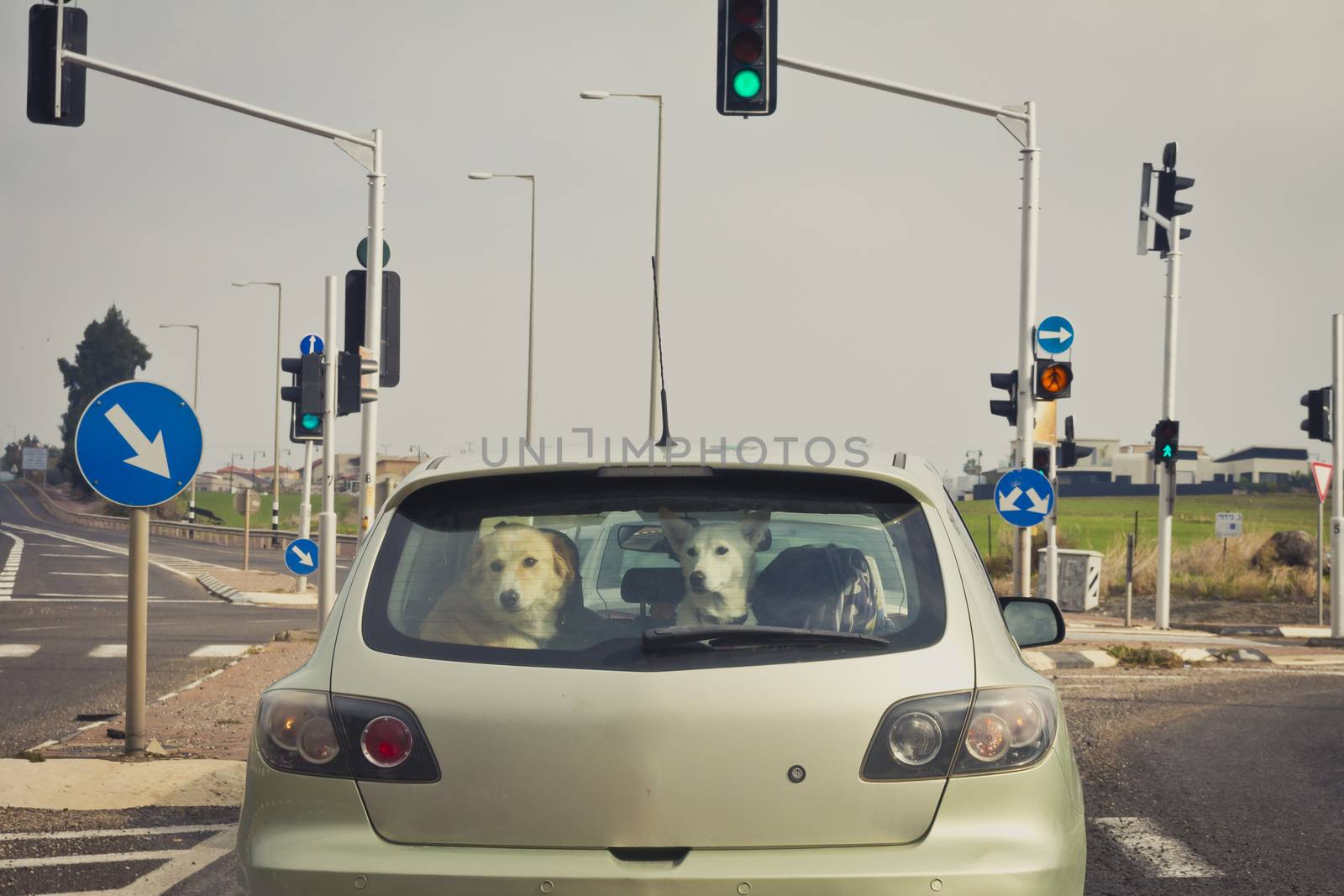 Two dogs behind the rear car window.