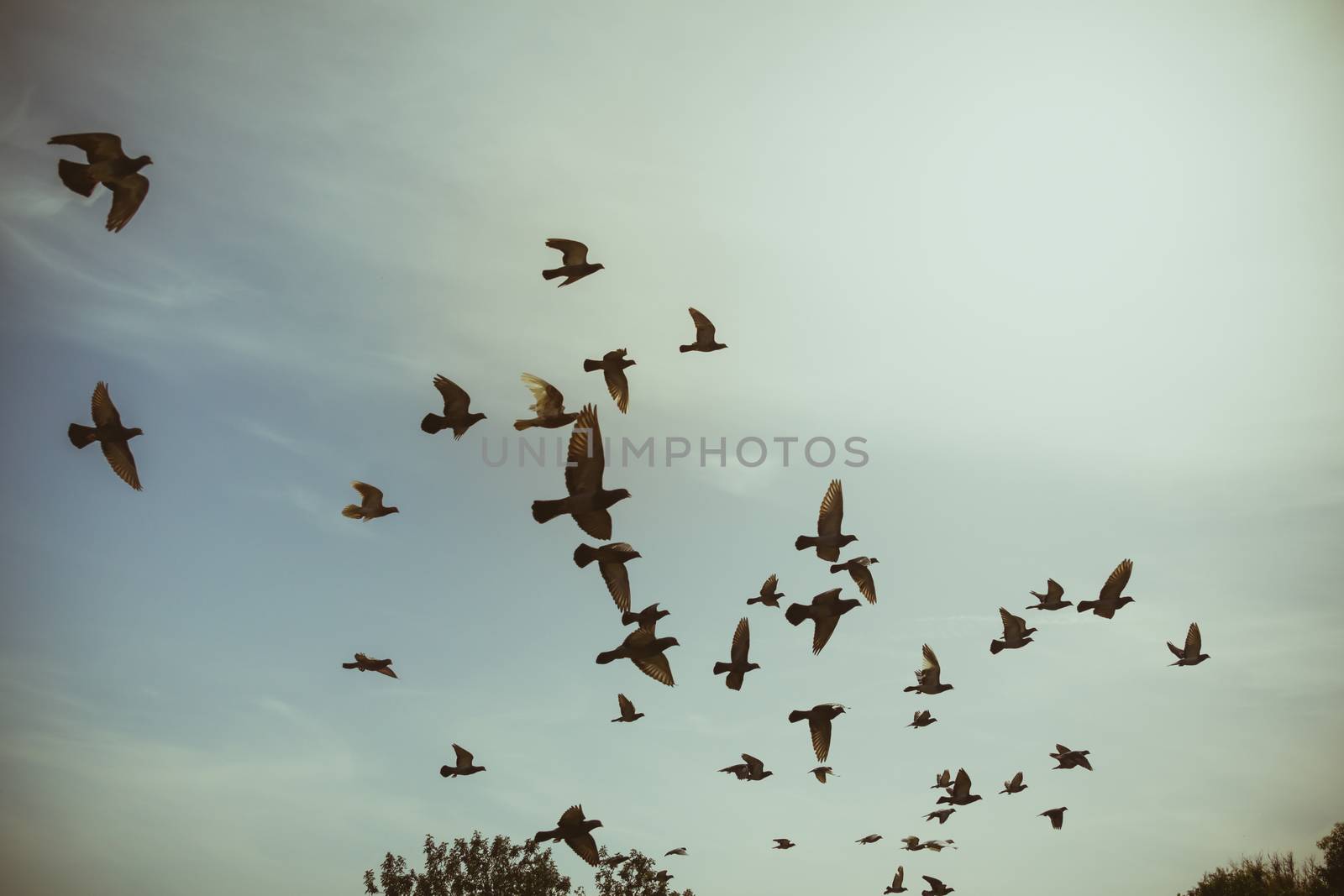 Silhouettes of flying pigeons in the skies.