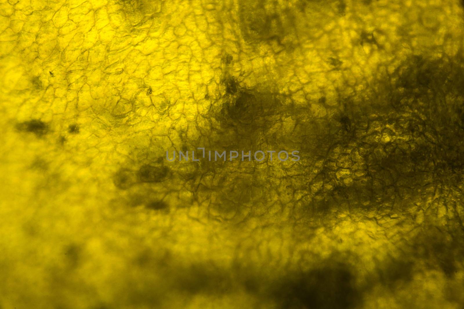 Yellow pepper under the microscope.