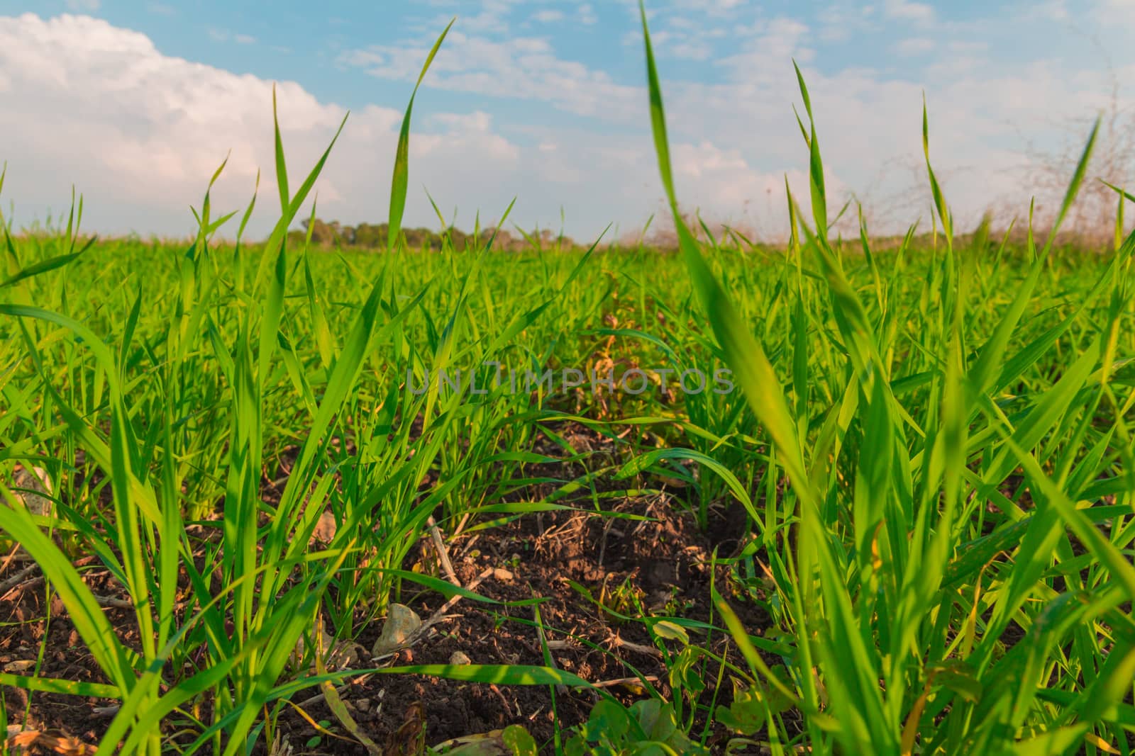 Crops growing in a field in the countryside.
