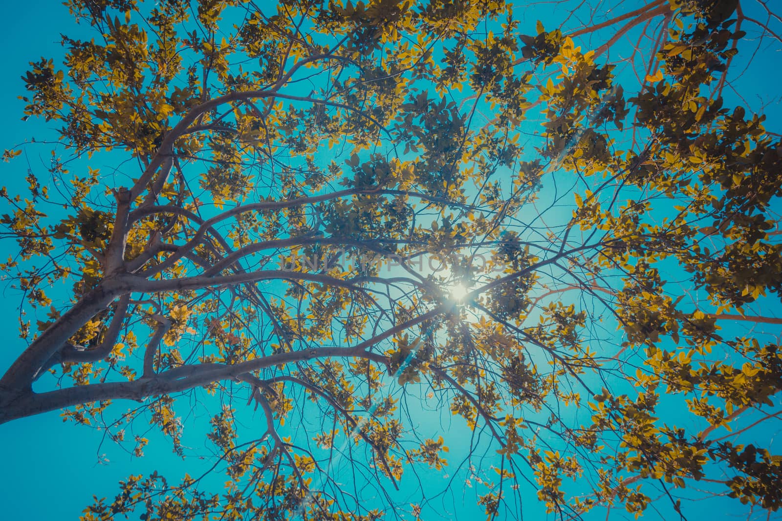 Sun breaks through the branches.
Tree with yellow leaves against the backdrop of blue sky.