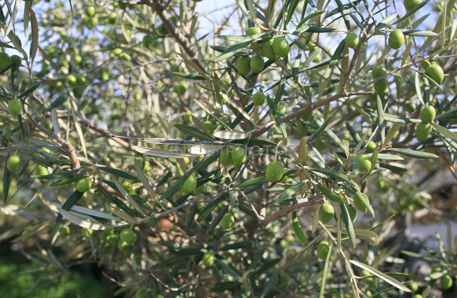 olive tree in andalucia, spain
