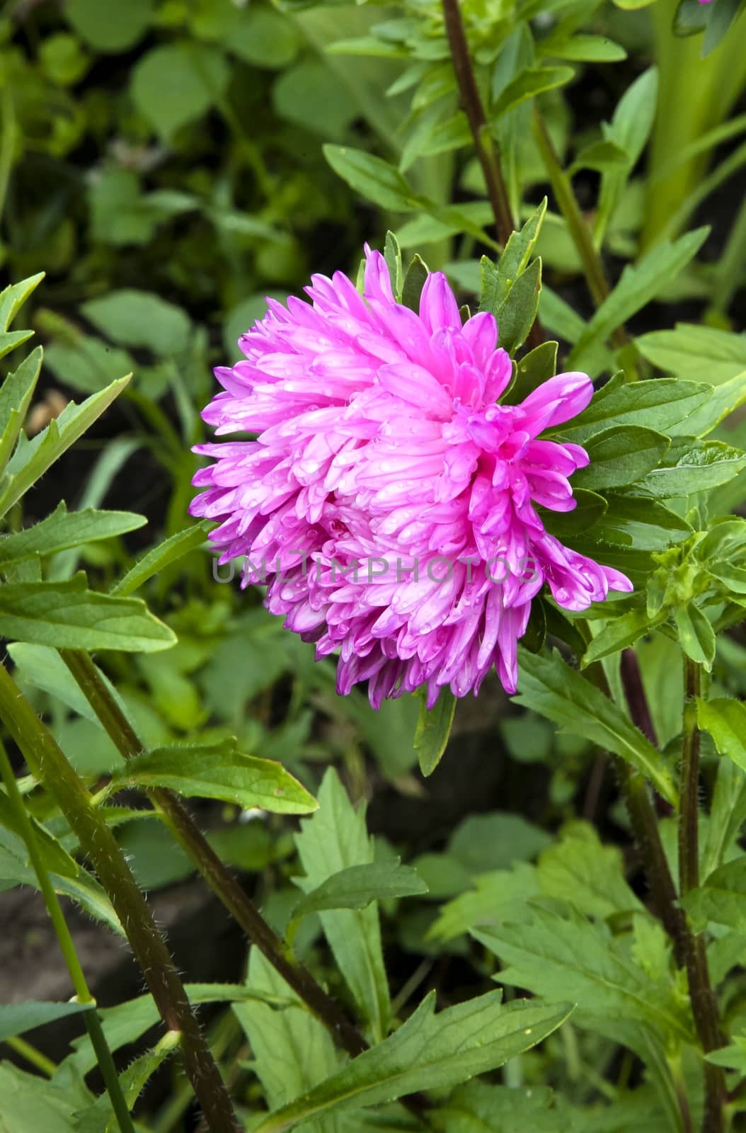 pink asters with raindrops on the petals