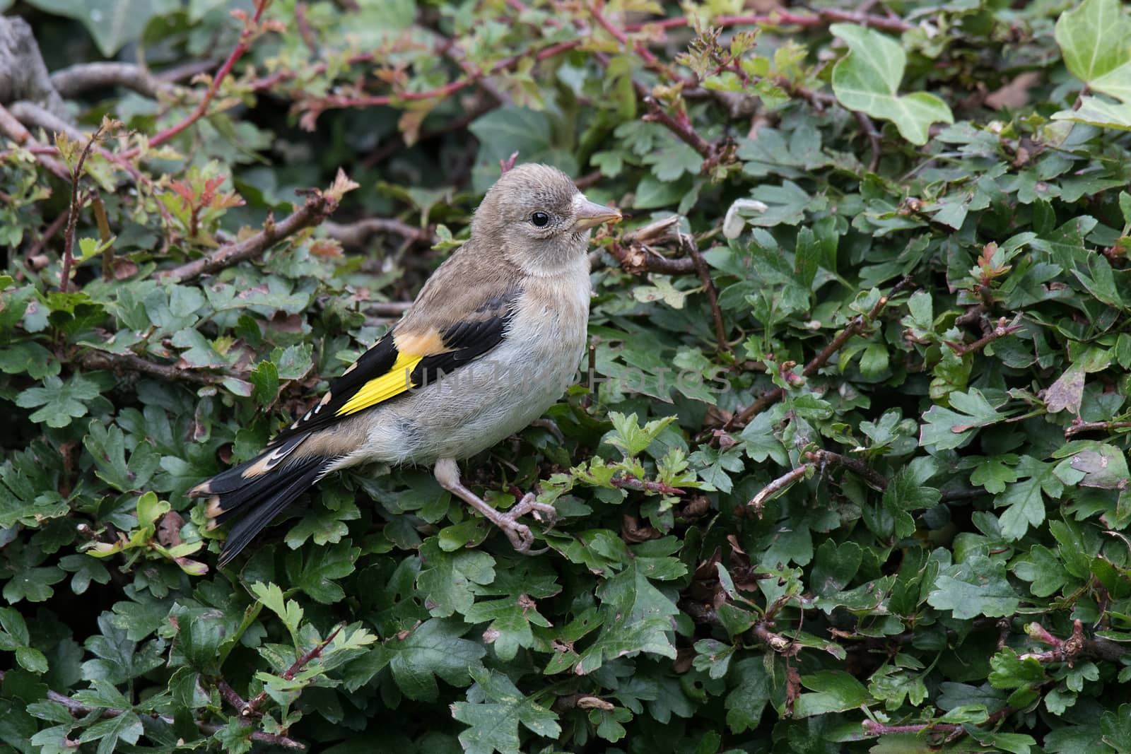 Juvenile goldfinch by alan_tunnicliffe