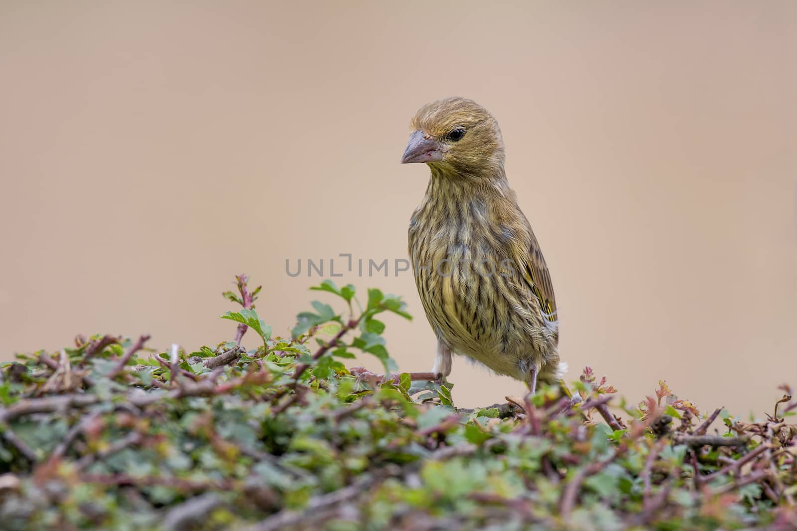 Juvenile greenfinch standing on a hedge stretched upwards looking down inquisitive