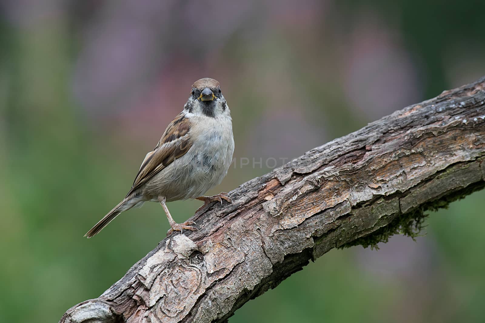 Perched tree sparrow by alan_tunnicliffe