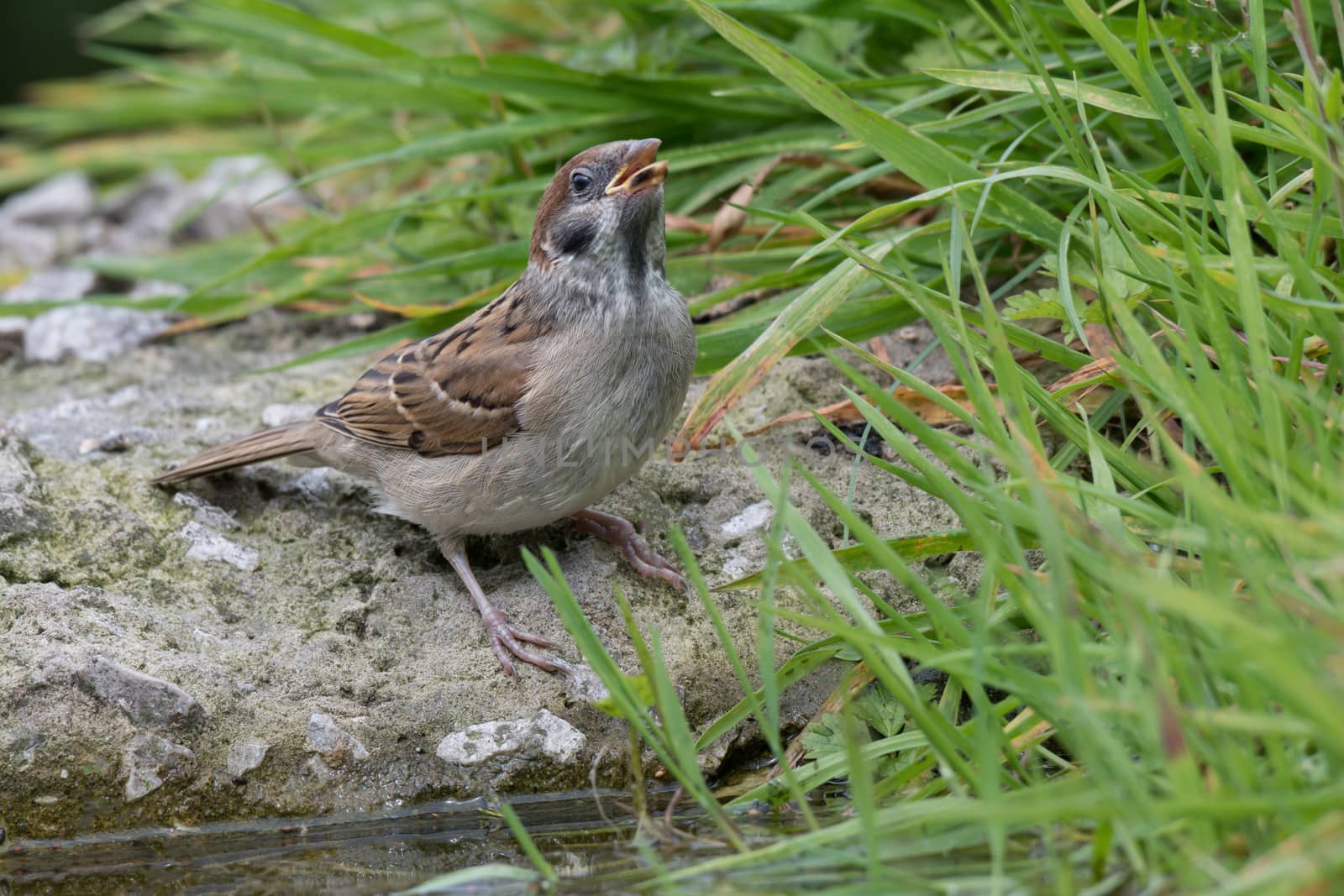 Tree sparrow drinking by alan_tunnicliffe