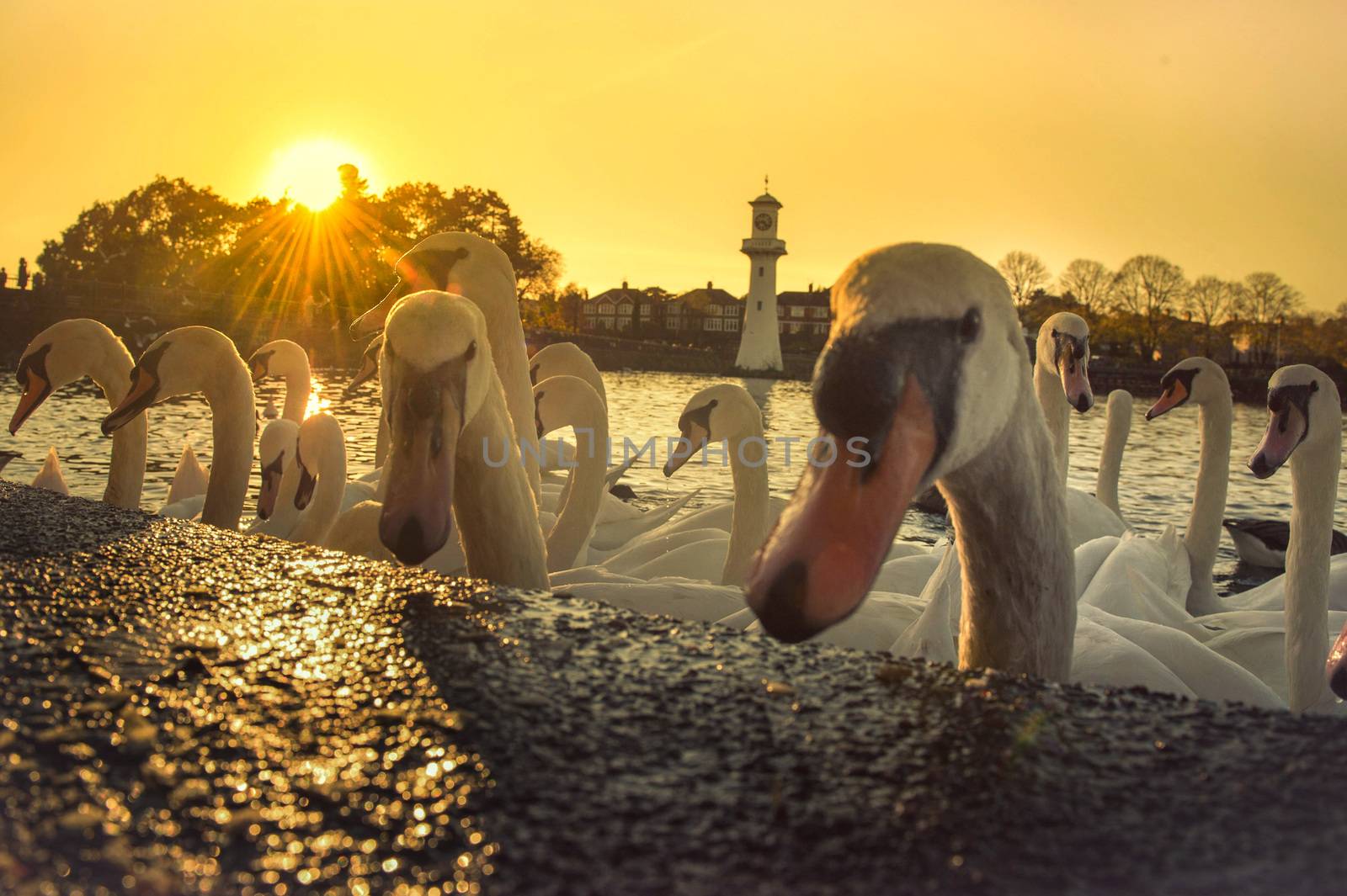 Roath Park, Cardiff, Wales, U.K.
