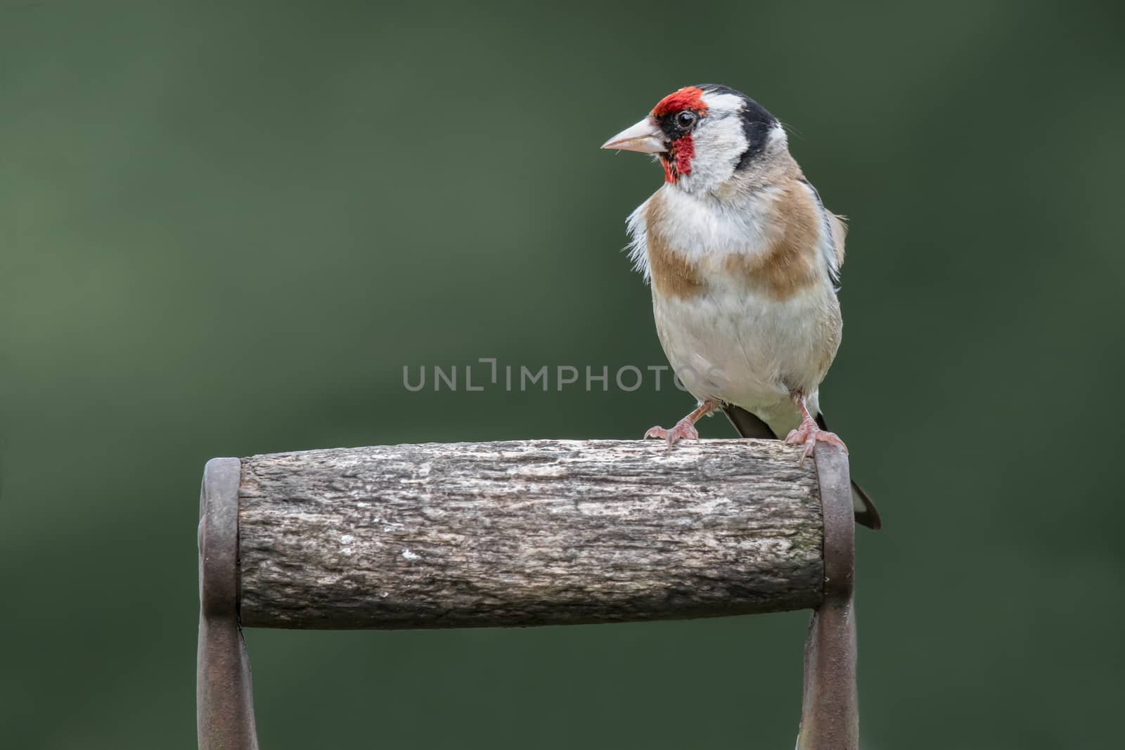 Goldfinch perched on a garden spade or fork handle looking to the left with space for text