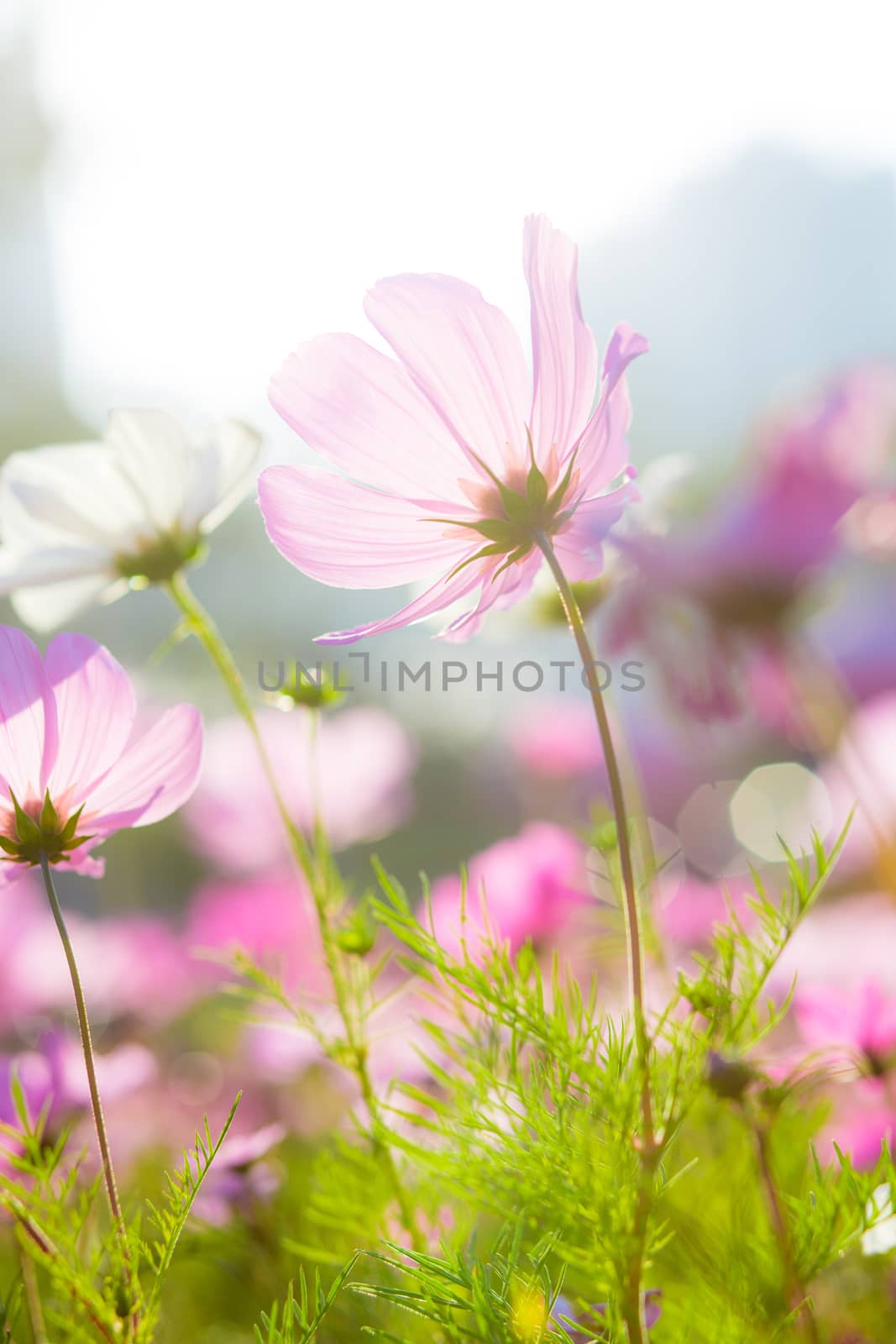 Cosmos flowers during sunset