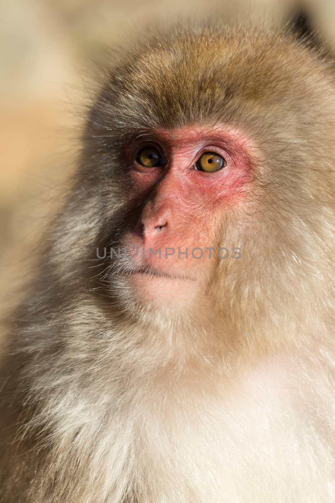 Monkey by leungchopan