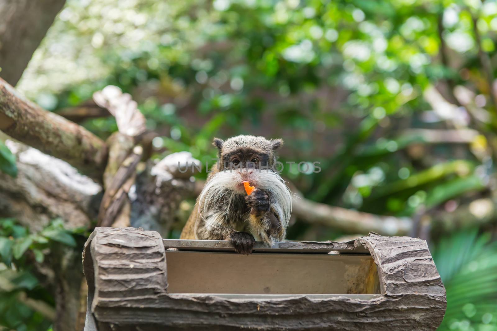 monkey and her little baby in national park, crab-eating macaque.