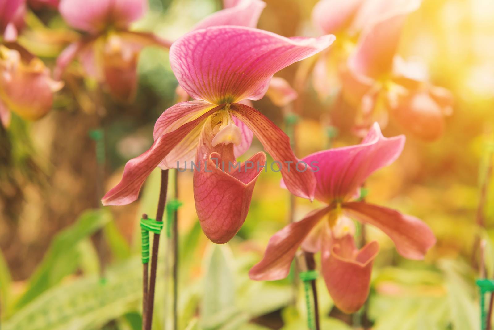 colorful of lady's slipper orchid in Beautiful garden. (Paphiopedilum Callosum)