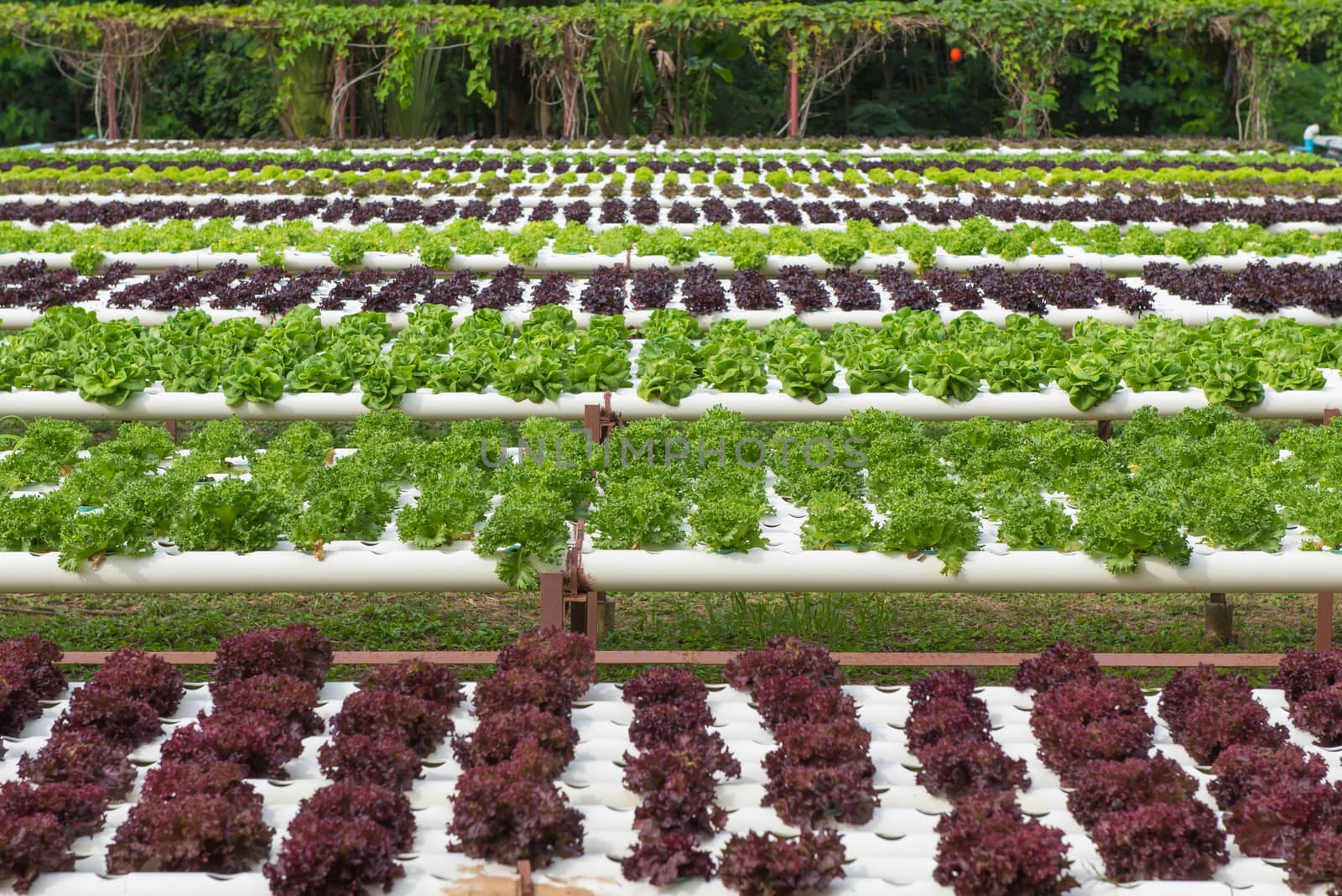 Organic hydroponic vegetable in the cultivation farm.