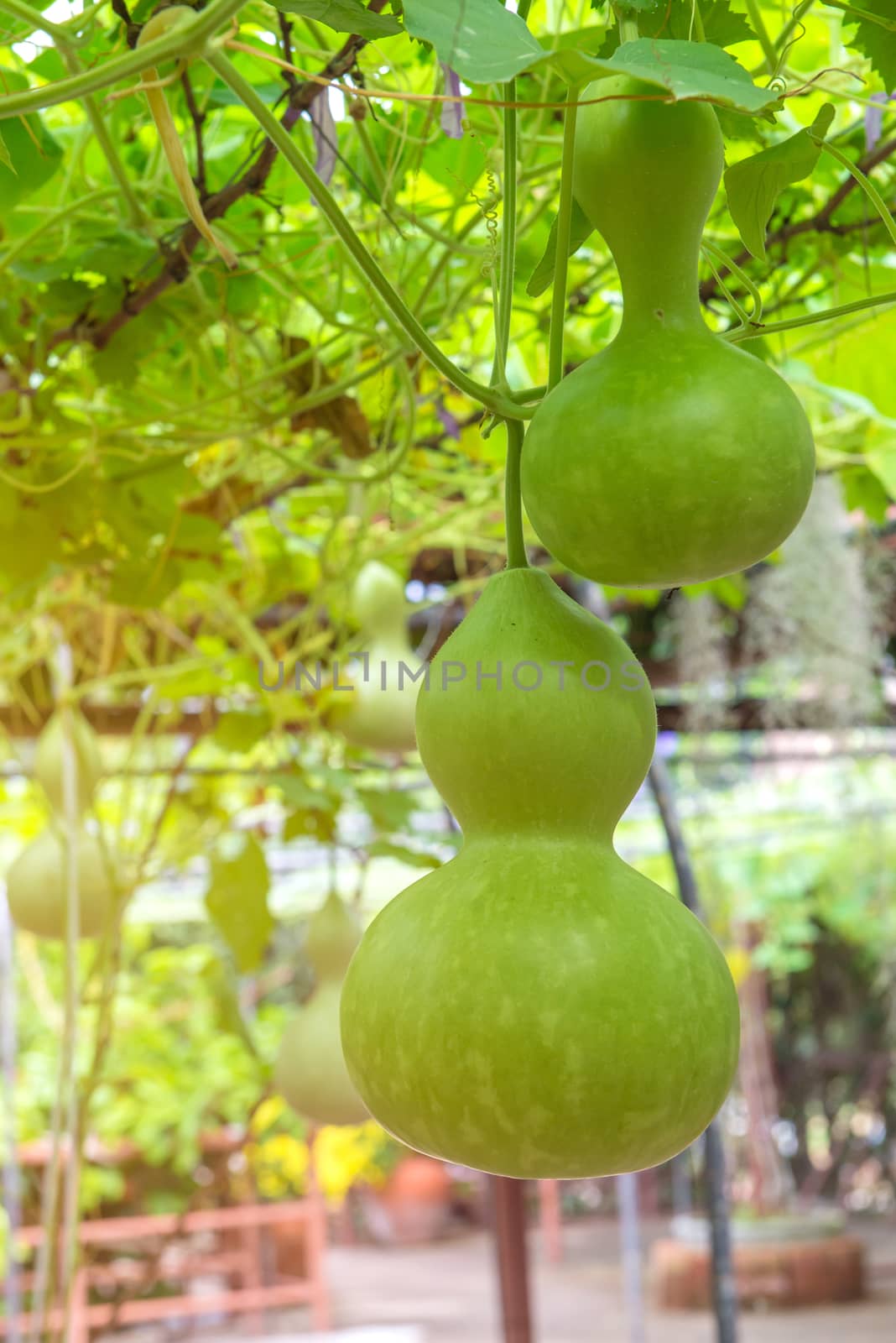Hanging winter melon in the garden or Wax gourd, Chalkumra in farm.