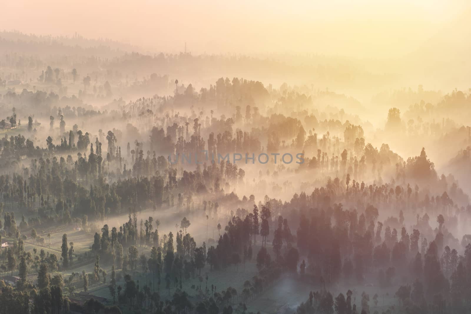 Coniferous Forest with sun beam at Bromo Tengger Semeru National Park, East Java, Indonesia.