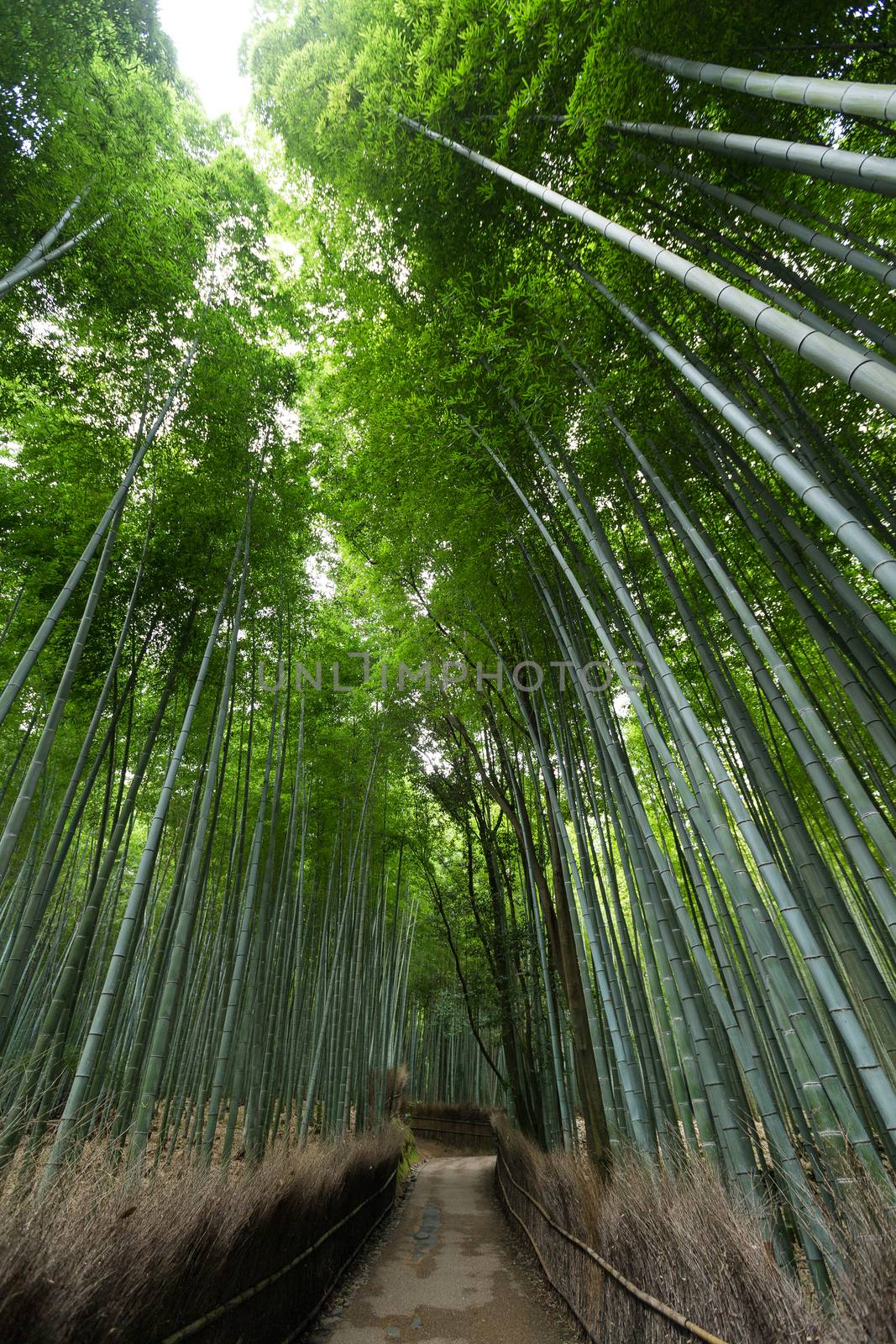 Bamboo forest at Arashiyama by leungchopan