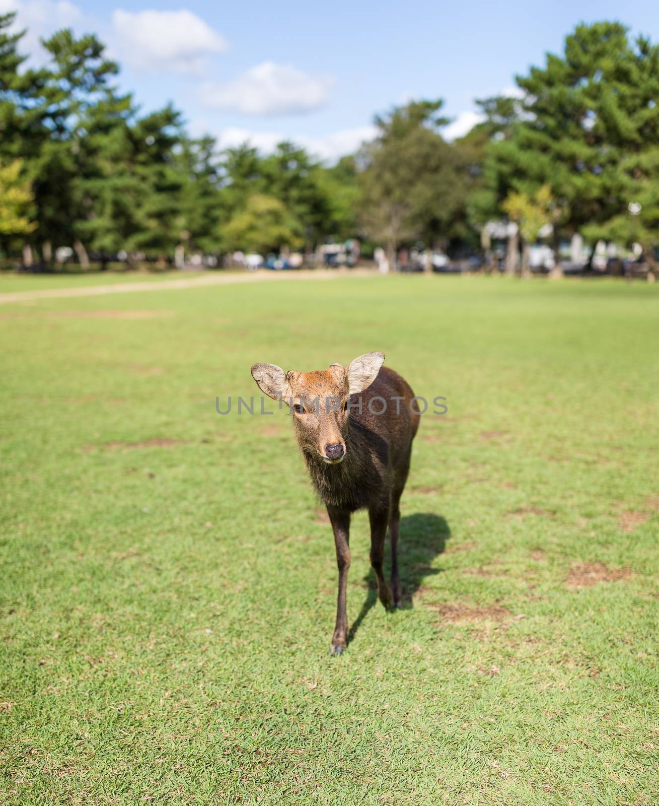 Deer walking in the park by leungchopan