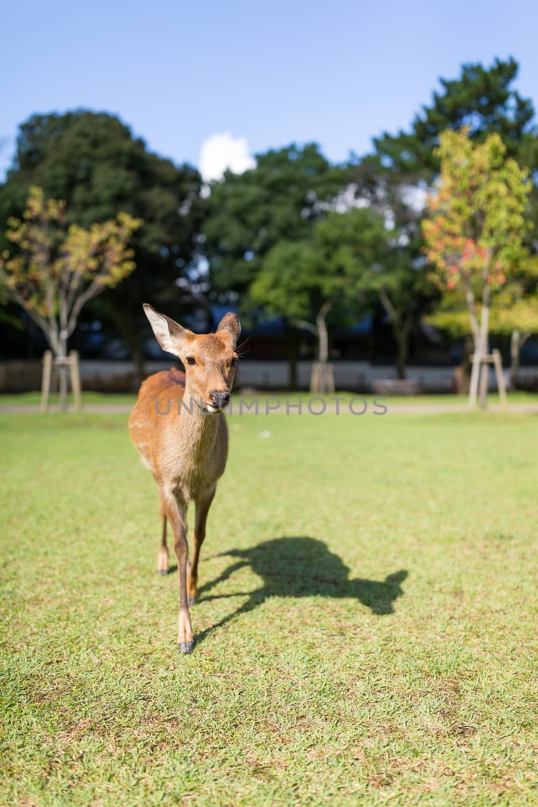 Red Deer in the park by leungchopan
