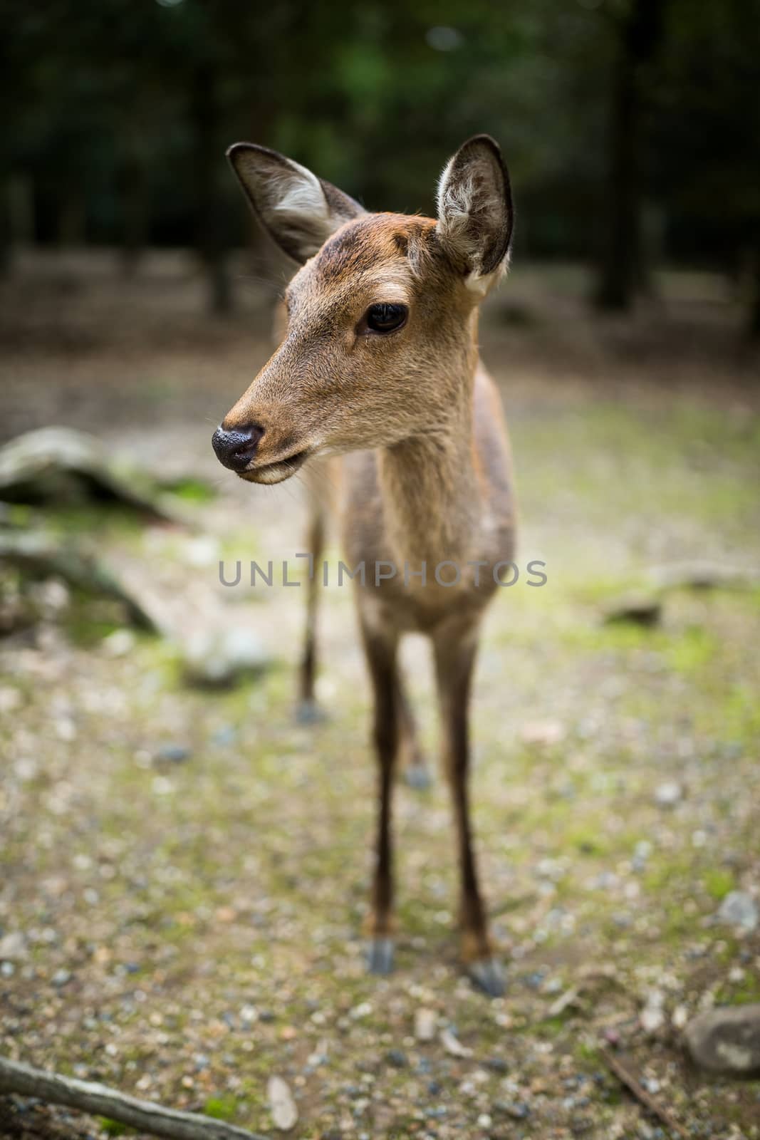 Cute deer in park by leungchopan