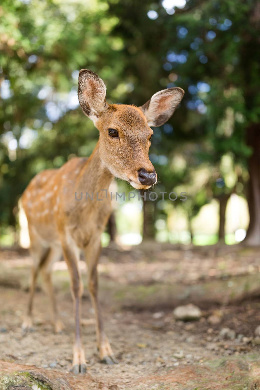 Cute little deer by leungchopan
