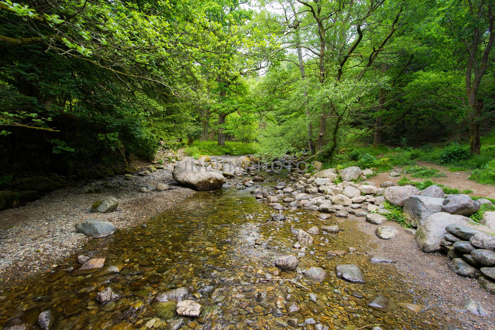 The New Forest national park Hampshire.